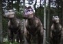 Walking with dinosaurs