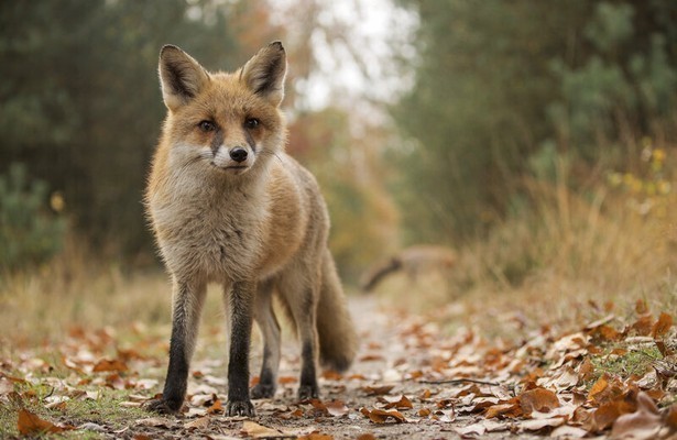 Wild op de Veluwe