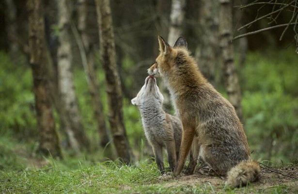 Prachtige natuurbeelden in Wild Op De Veluwe