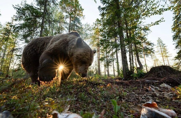 Wild Scandinavia