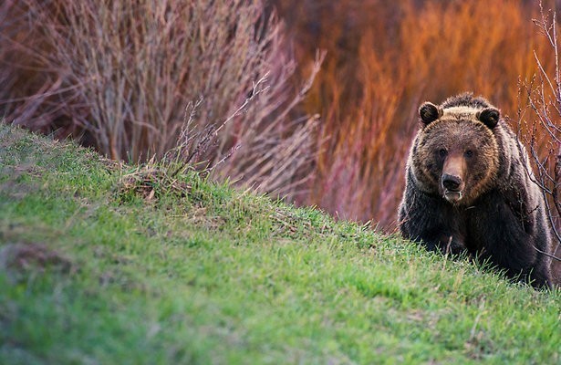 Grizzly beer in Yellowstone