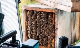 A Bee's Diary