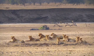 Africa's hunters