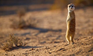 Africa's Wild Geniuses