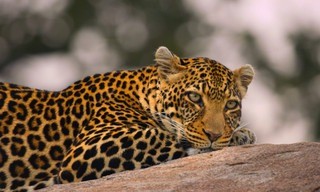 Afrikas Ikonen der Tierwelt