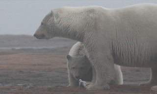 Alaska's Deadliest