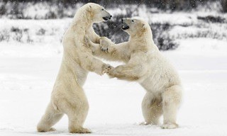 Animal fight club