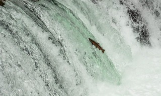 Asia's wild secrets