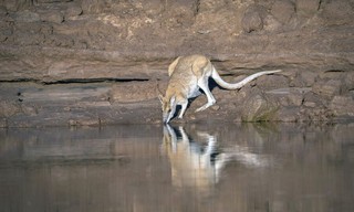 Australiens wilder Westen