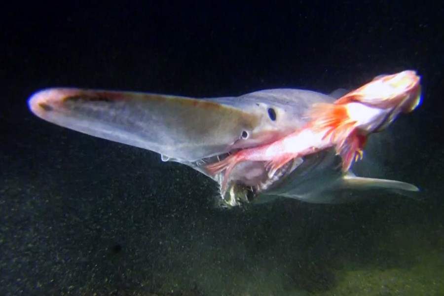 Alien Sharks: Close Encounters