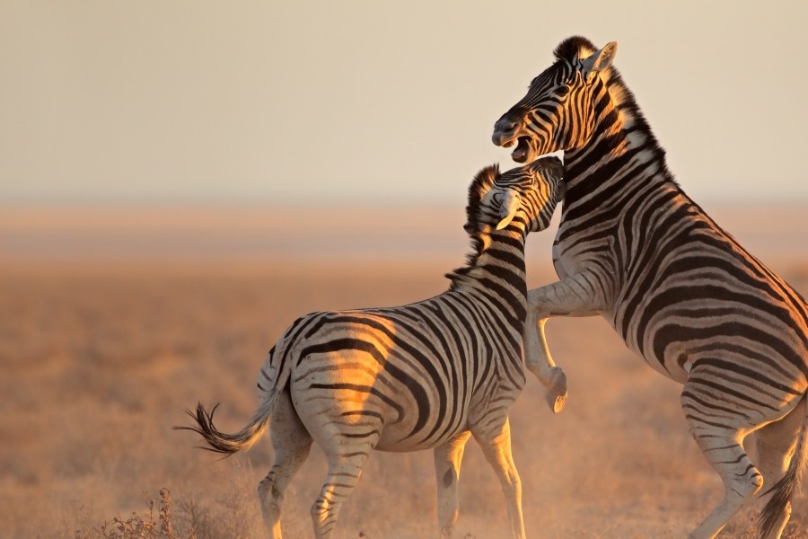Animal Fight Club