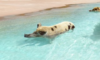Bahamas life