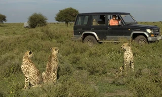 Cat wars: Lion V Cheetah