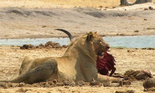 Cecil: The legacy of a king