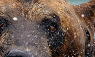 De Hongerspelen: de grote beer van Alaska