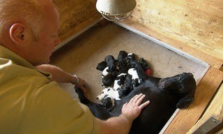 Der Jagdhundeausbilder