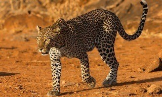 Die Leopardin