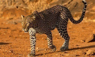 Die Leopardin