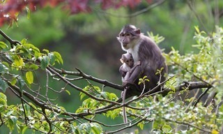 Dublin Zoo