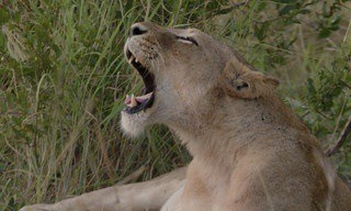 Food trail: South Africa