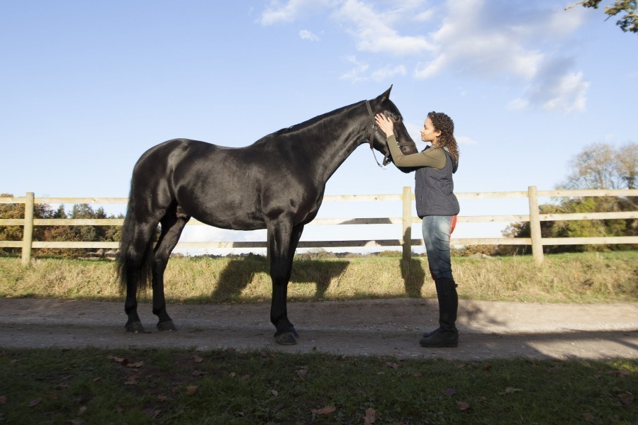 Free Rein