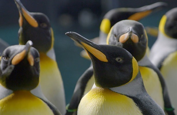 Pinguins