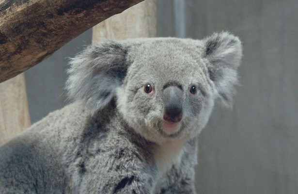 Een koala in Ouwehands Dierenpark in Rhenen