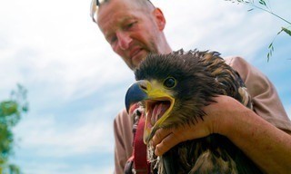 Im Reich der Seeadler