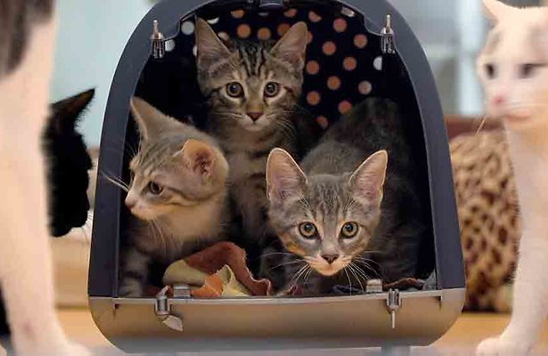 2Doc: Cat Stories