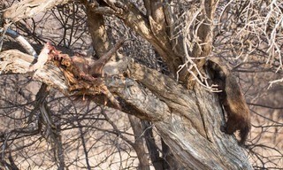 Kalahari - Africa's Underground Desert