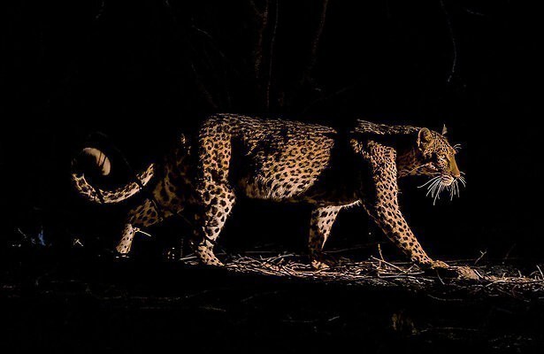 Mammals