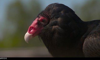 Mysteries van de evolutie