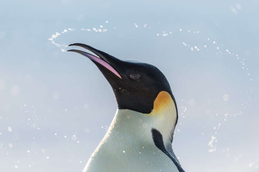 March of the Penguins 2