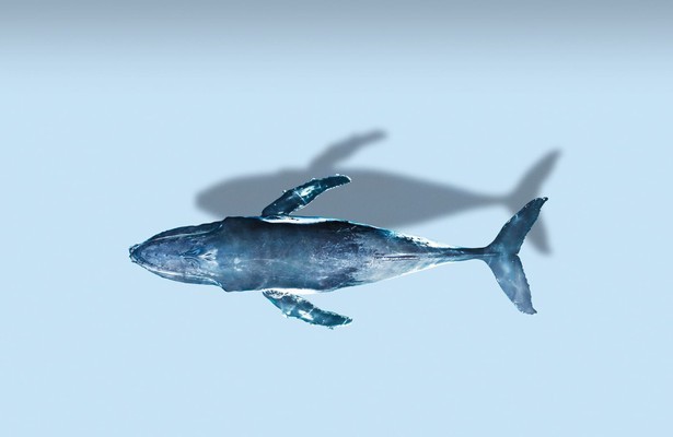 Mammals