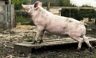 New pigs on the block