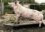New pigs on the block