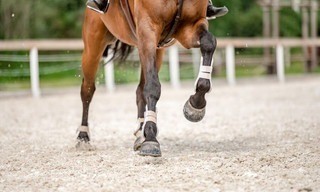 Paardensport: Royal Windsor Horse Show
