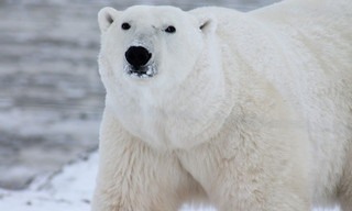 Planet Carnivore