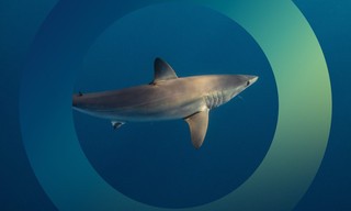 planet e.: Blutige Flossen - Das stille Sterben der Haie