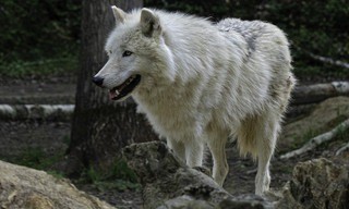 Polarwölfe