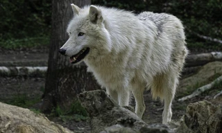 Polarwölfe