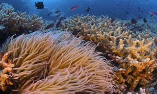 Pristine Seas: The Power of Protection