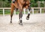 Paardensport: Royal Windsor Horse Show