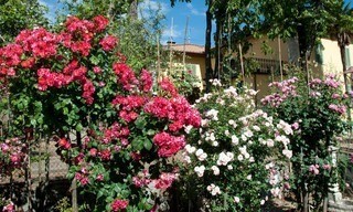 Rose - Königin der Blumen