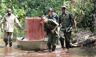 Schimpansen im Kongo mit Jane Goodall