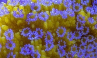 Super Reefs