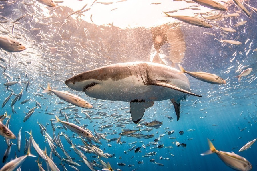 Shark Week's 50 Best Bites