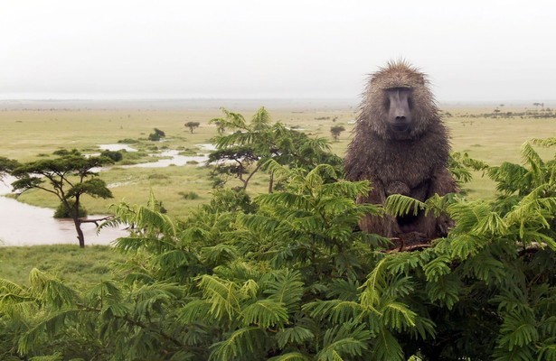Serengeti