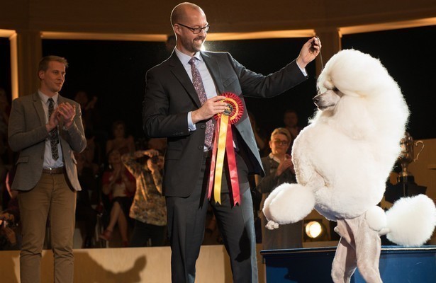 Show Dogs