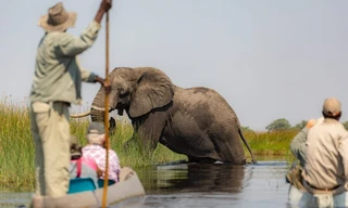 The Great Elephant Tale